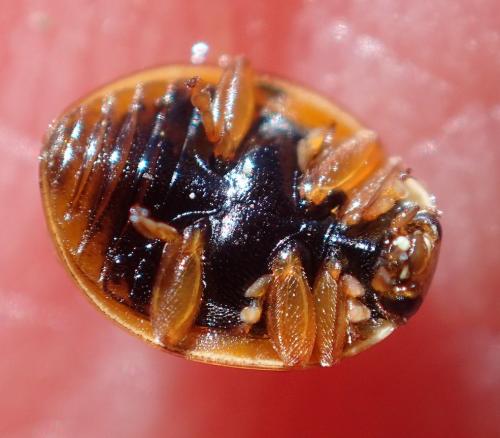 Réf. 230 192 : Adalia decempunctata
